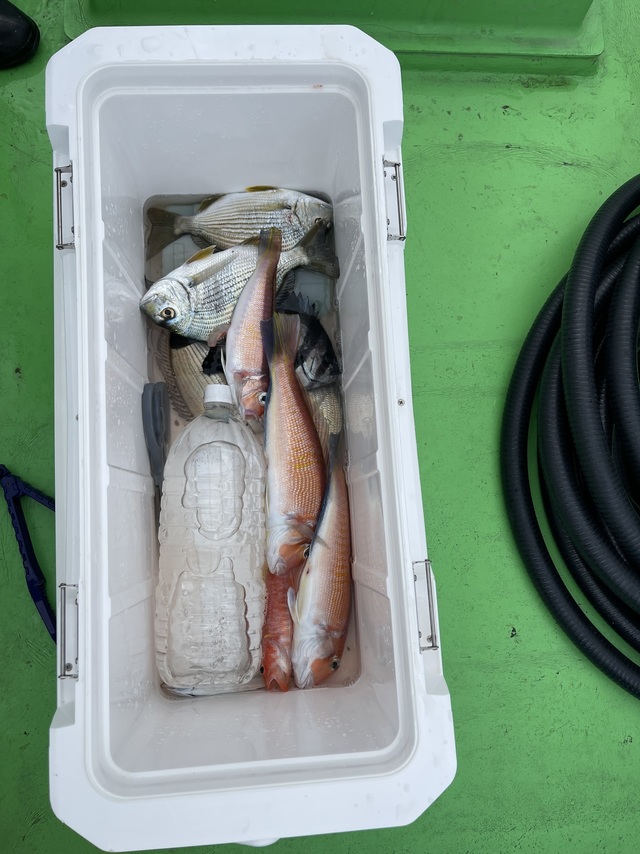 ヘダイ・アマダイ(アカアマダイ)