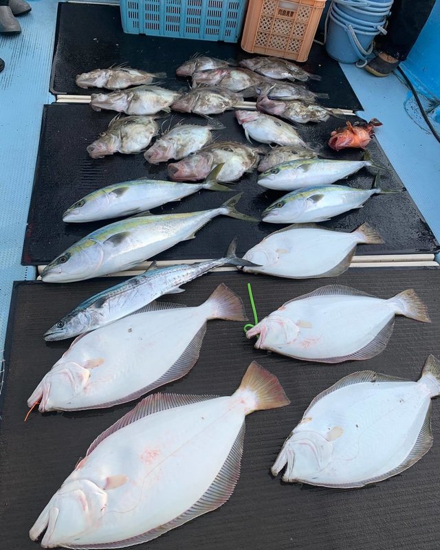 ブリ・ヒラメ・マトウダイ