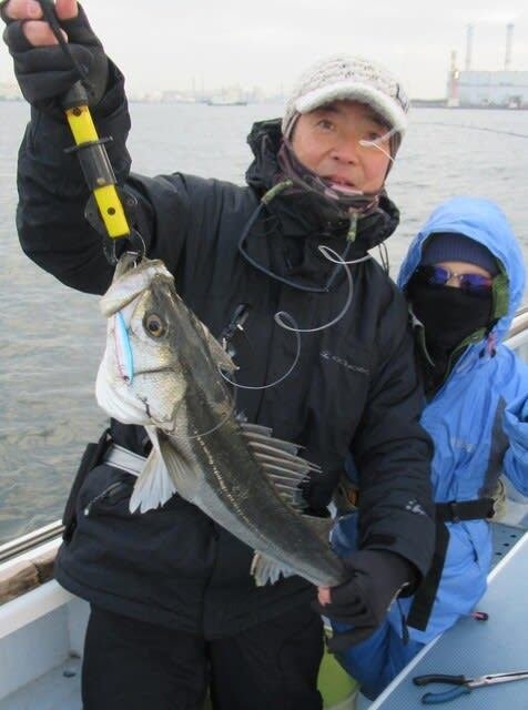 シーバス(スズキ)