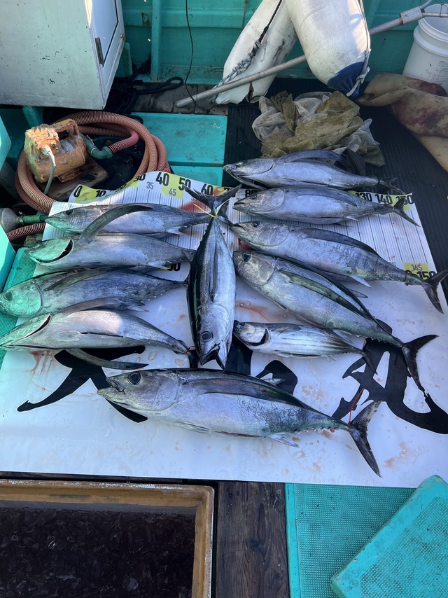 ビンチョウマグロ(ビンナガ)