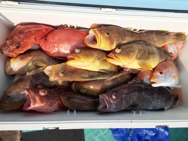 レンコ(キダイ)・マハタ・アオハタ・チカメ(チカメキントキ)