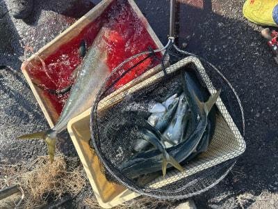 ブリ・メジロ(ブリ)