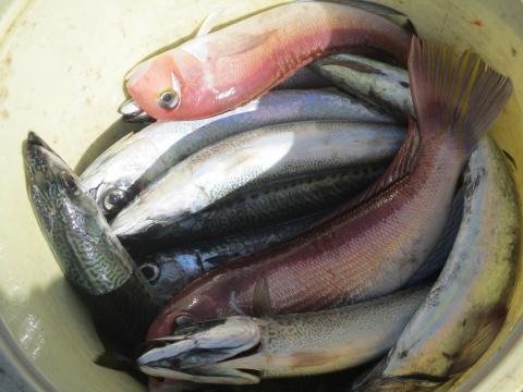 アマダイ(アカアマダイ)・サバ(ゴマサバ)