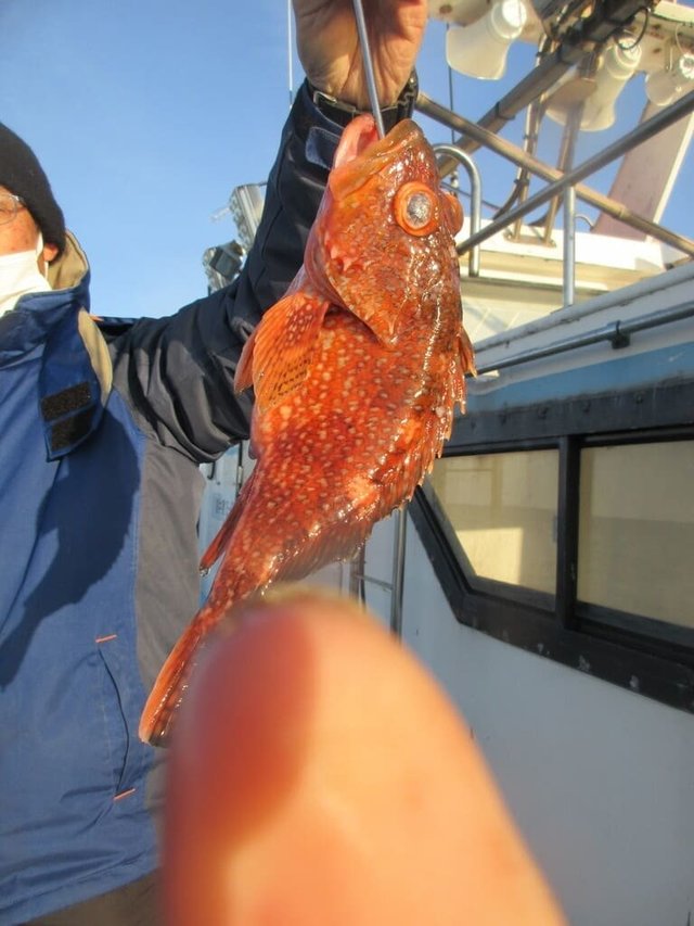 ガシラ(カサゴ)