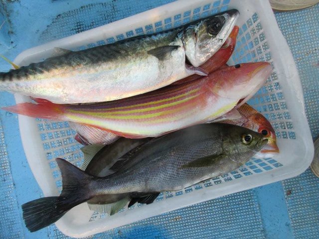 イサキ・イトヨリ(イトヨリダイ)