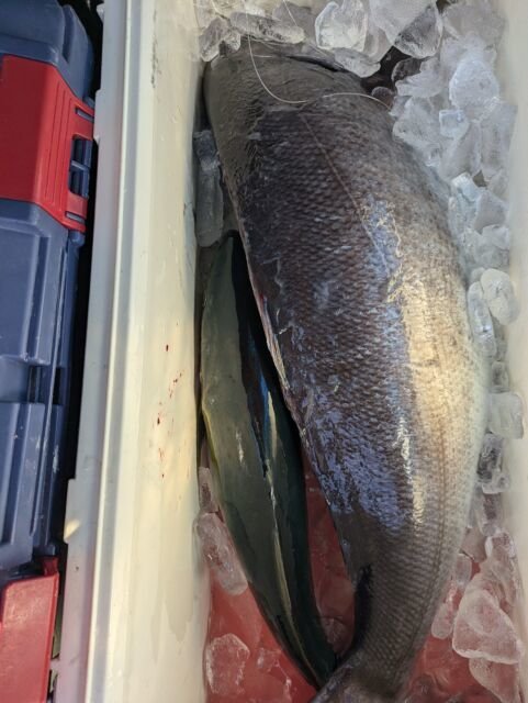 ヒラマサ・メダイ