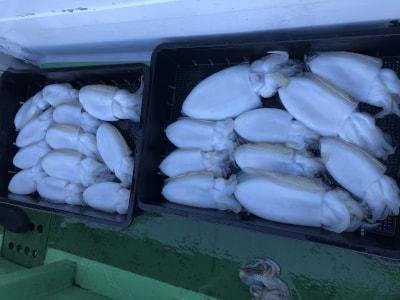 スミイカ(コウイカ)・モンゴウイカ(カミナリイカ)