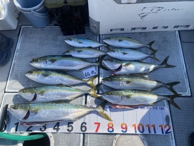 ハマチ(ブリ)・メジロ(ブリ)