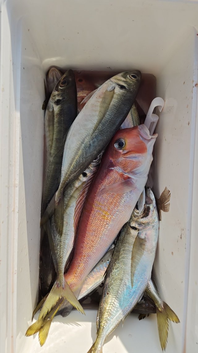 アジ(マアジ)・アマダイ(アカアマダイ)