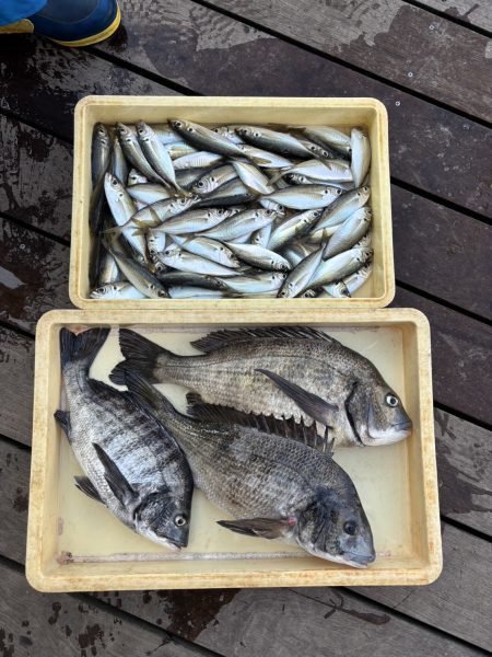 クロダイ・アジ(マアジ)