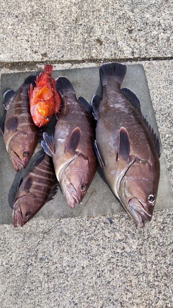 カサゴ・ハタ(マハタ)