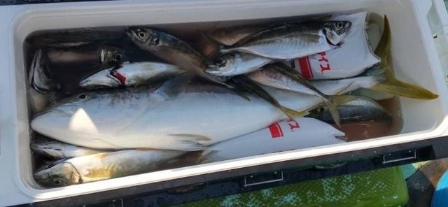 アジ(マアジ)・ブリ