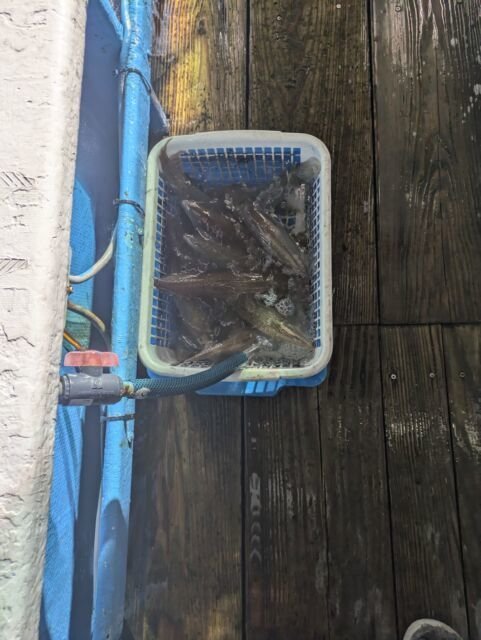 マイカ(ケンサキイカ)