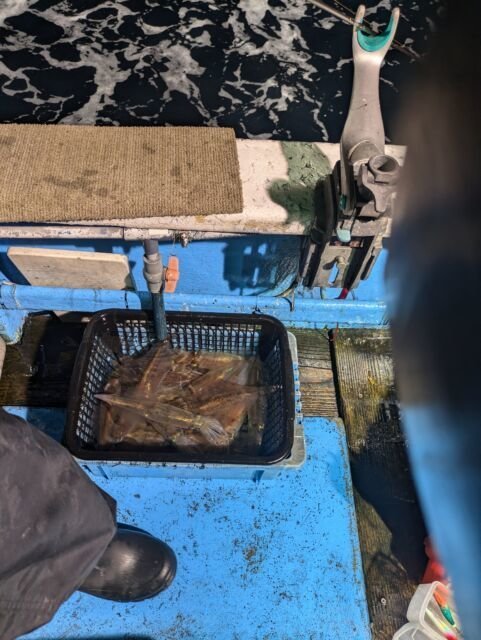 マイカ(ケンサキイカ)