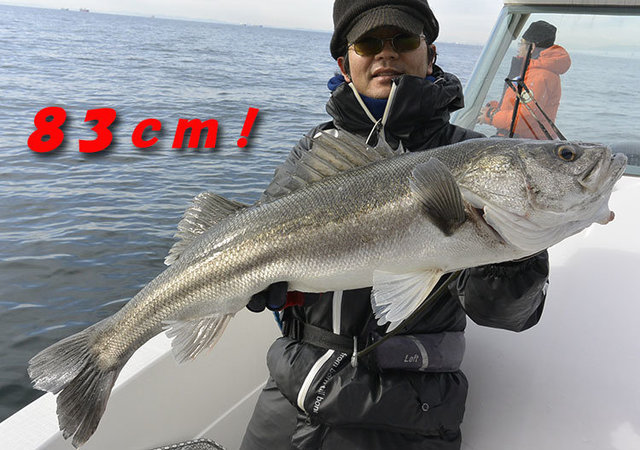 シーバス(スズキ)