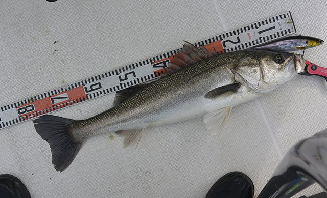 シーバス(スズキ)