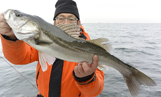 シーバス(スズキ)