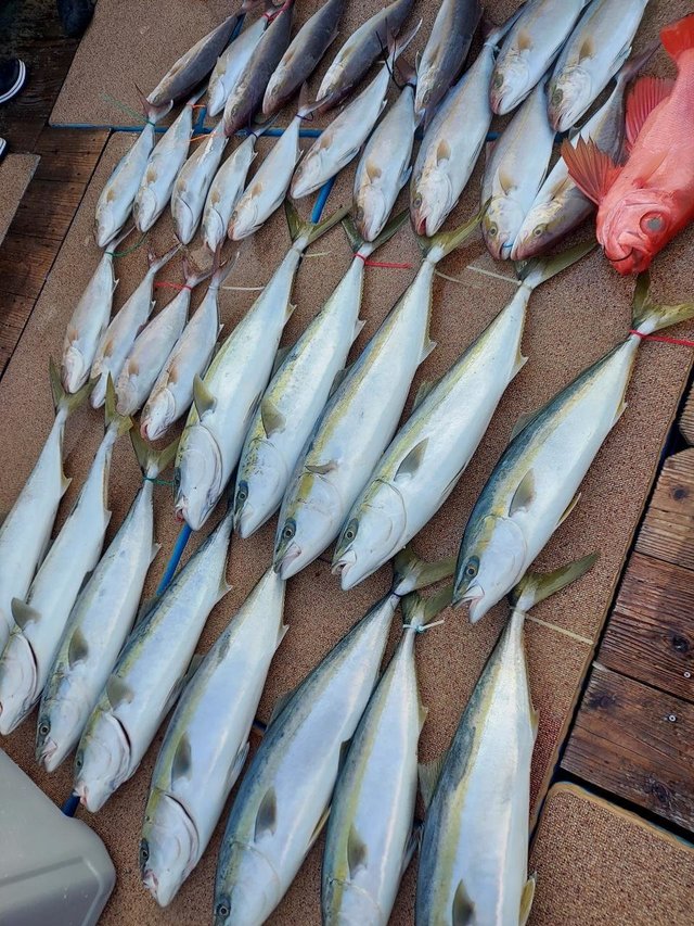 ブリ・ヤズ(ブリ)・キントキ(チカメキントキ)・ネリゴ(カンパチ)