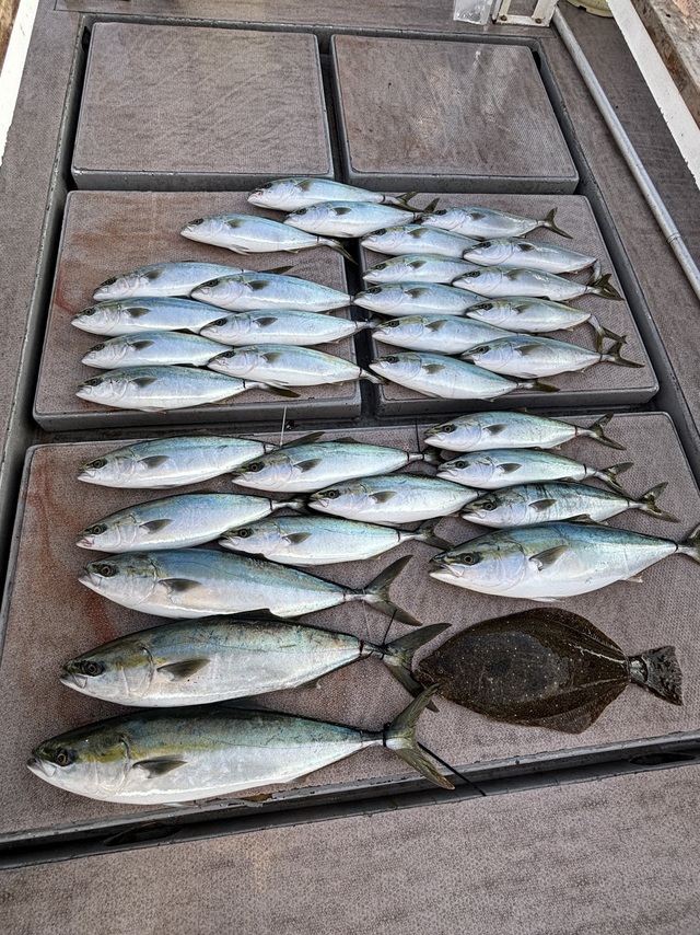 ブリ・ハマチ(ブリ)・メジロ(ブリ)・ヒラメ