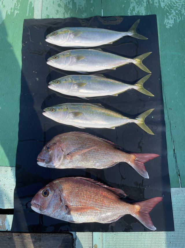 マダイ・ハマチ(ブリ)