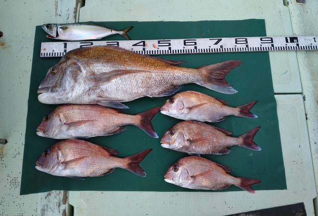 マダイ・マサバ