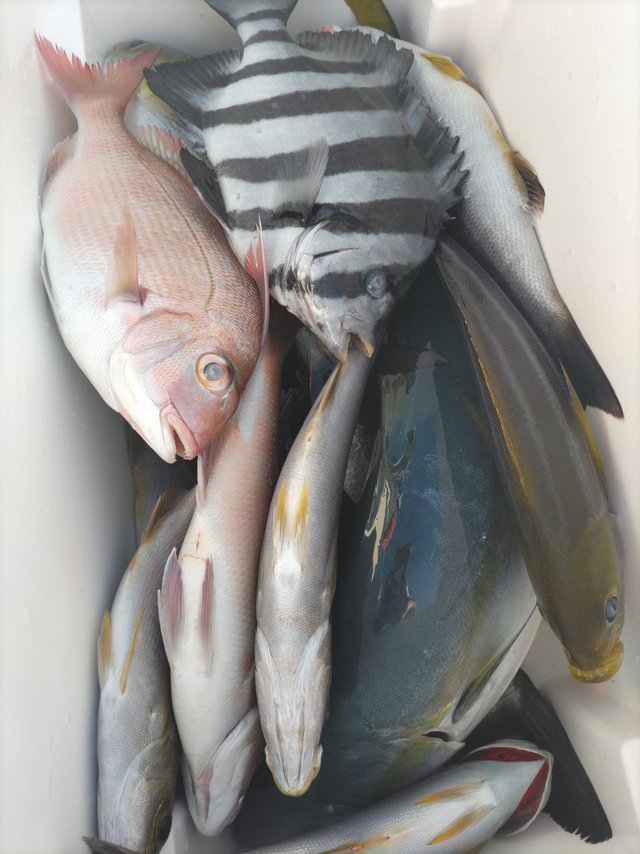 タイ(マダイ)・イサキ