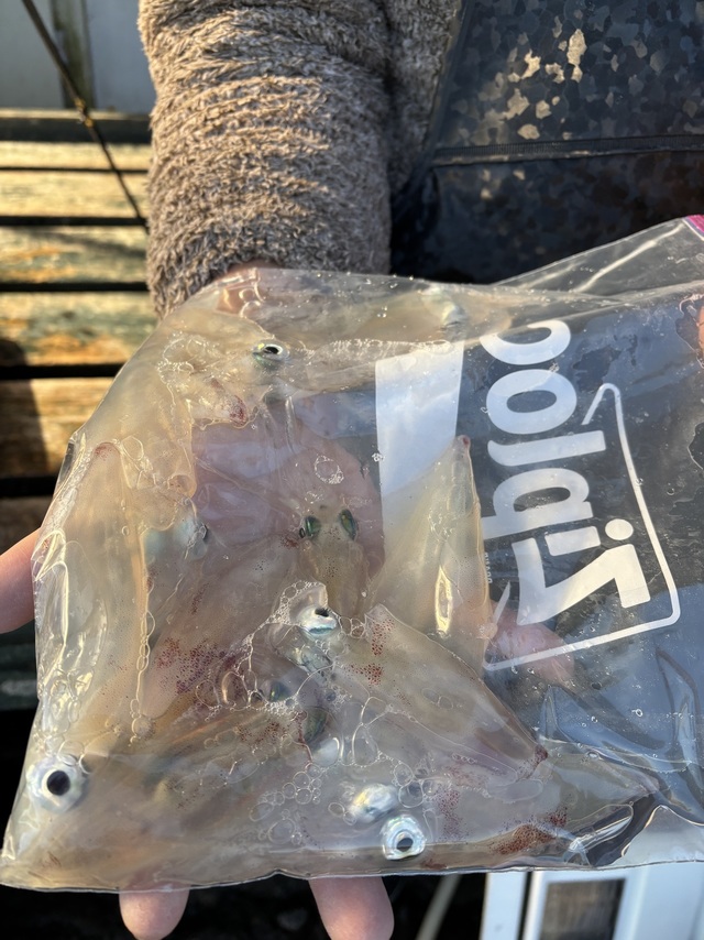 マルイカ(ケンサキイカ)