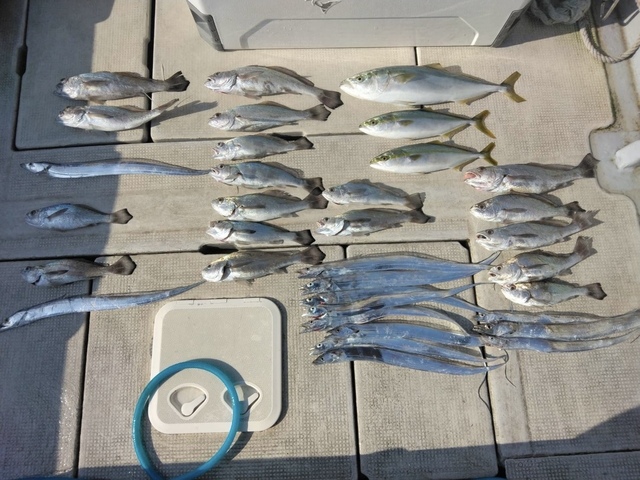 ハマチ(ブリ)・メジロ(ブリ)・タチウオ・クログチ