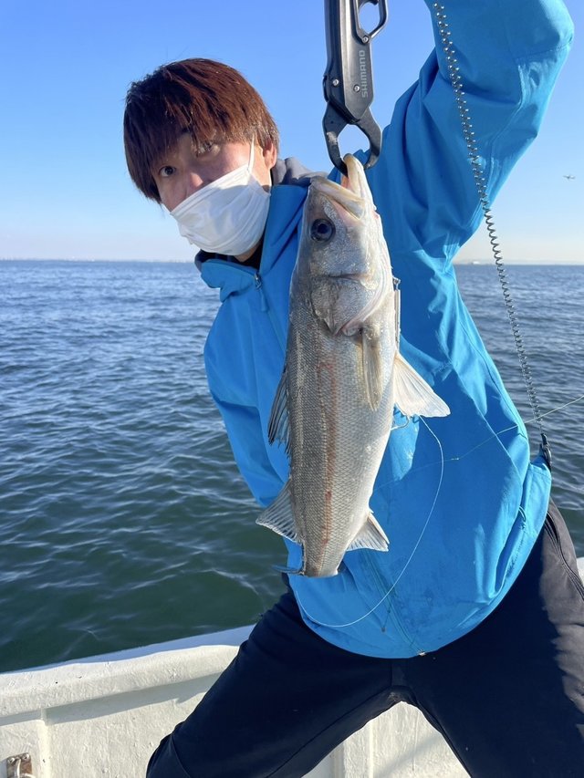 シーバス(スズキ)