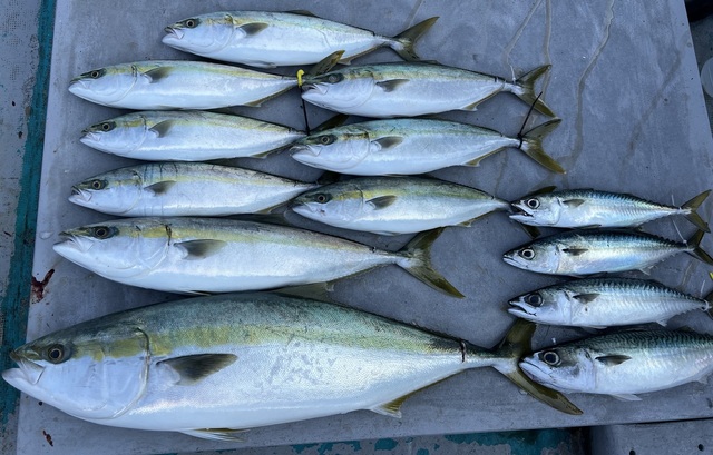 ブリ・ハマチ(ブリ)・メジロ(ブリ)・サバ(マサバ)