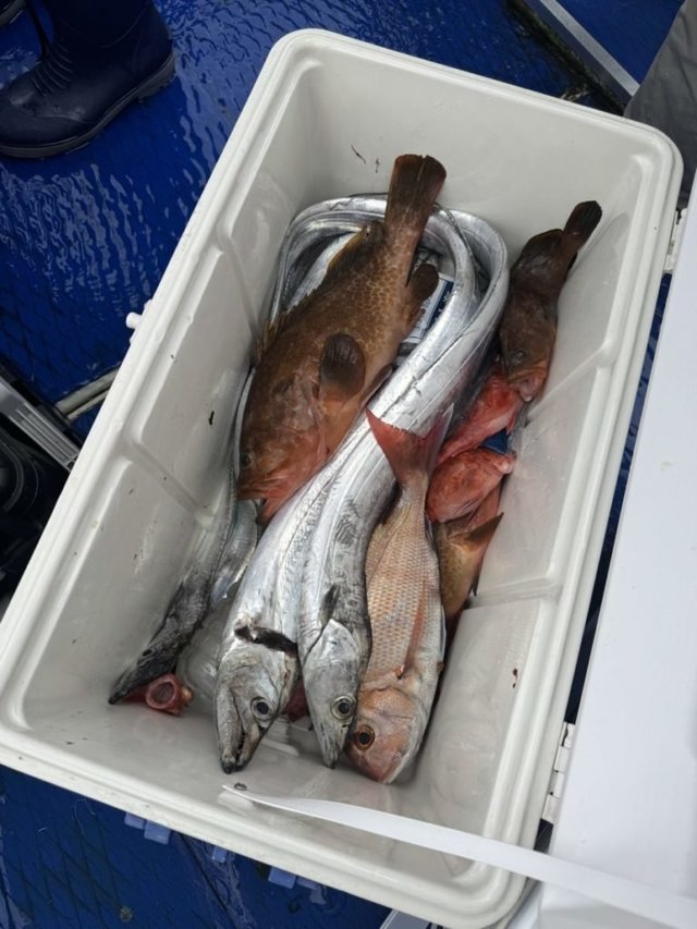 マダイ・アコウ(キジハタ)・タチウオ