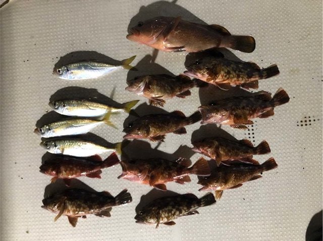 アコウ(キジハタ)・アジ(マアジ)・ガシラ(カサゴ)