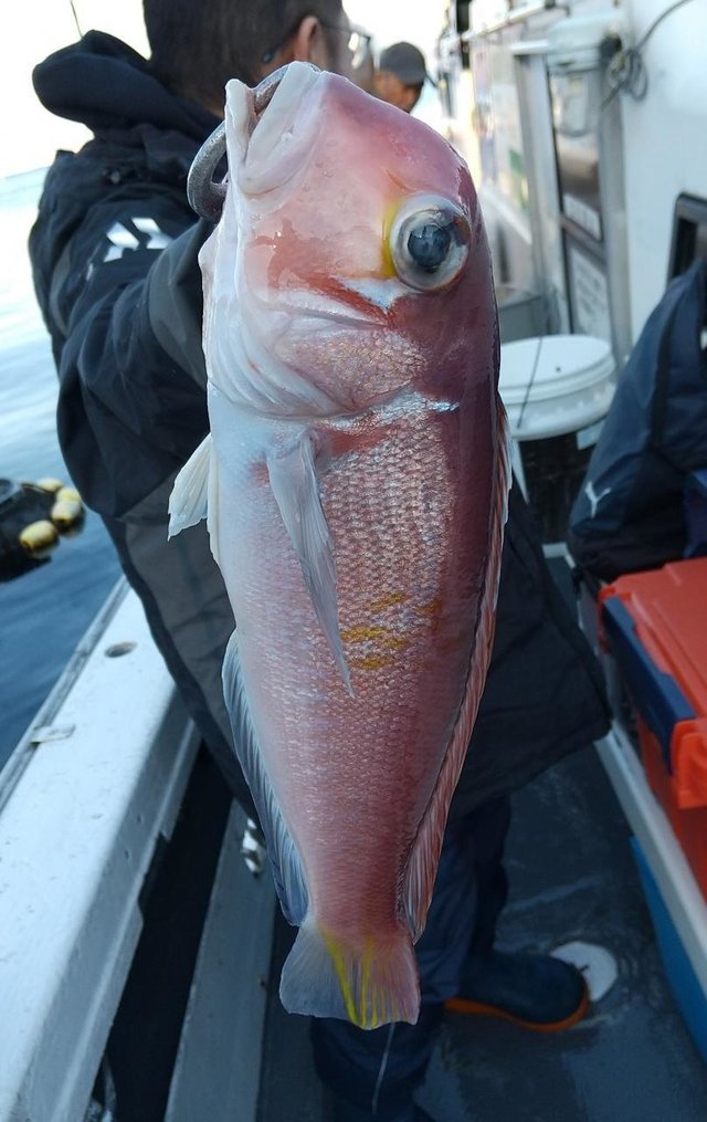 アマダイ(アカアマダイ)