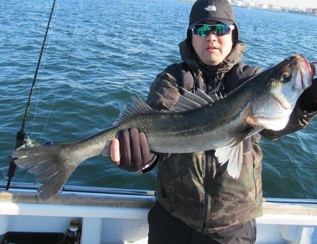 シーバス(スズキ)