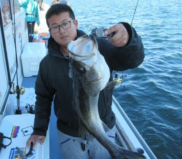 シーバス(スズキ)