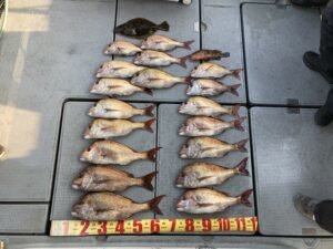 マダイ・ヒラメ