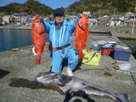 ベニアコウ(オオサガ)