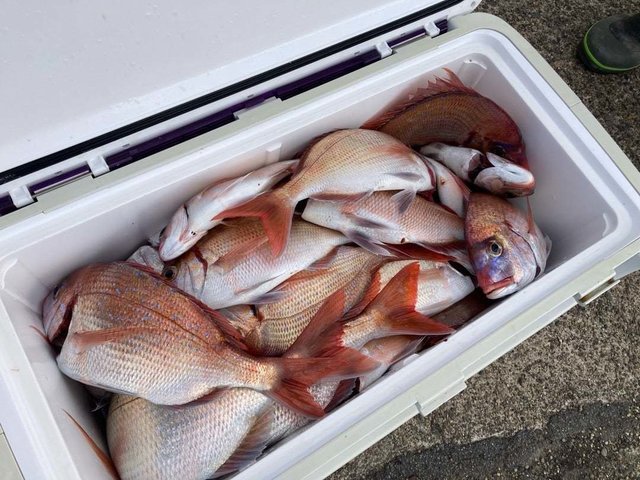 ハナダイ(チダイ)