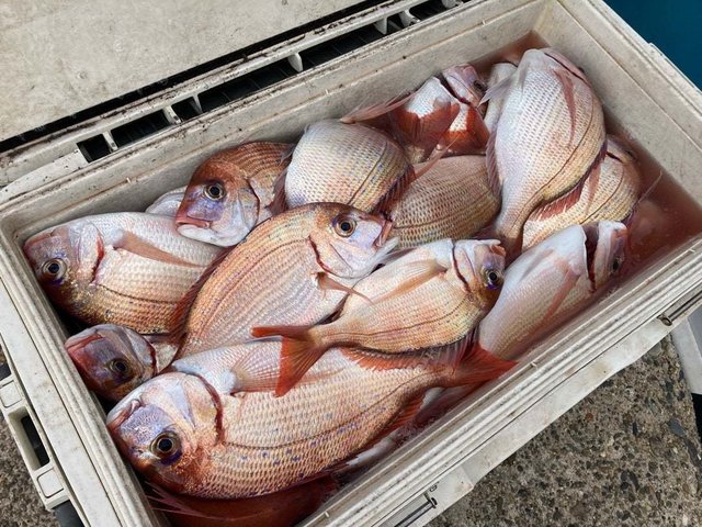 ハナダイ(チダイ)