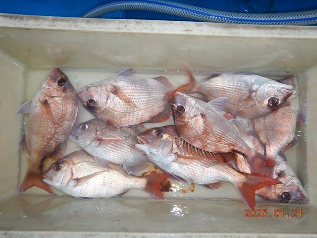 マダイ・ハナダイ(チダイ)