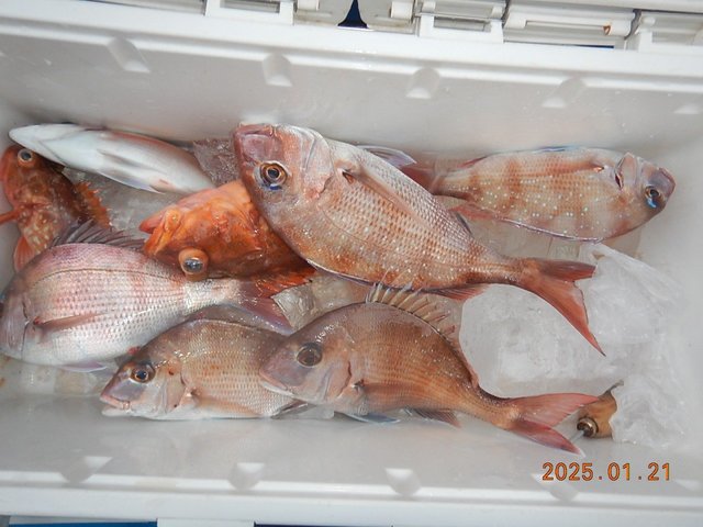 マダイ・ハナダイ(チダイ)・カサゴ