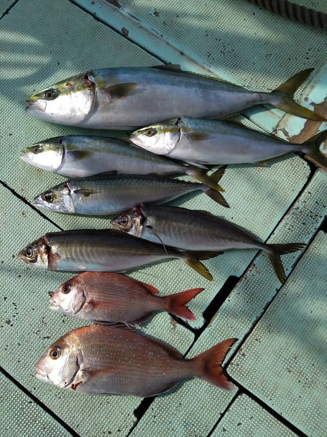 タイ(マダイ)・アジ(マアジ)・ハマチ(ブリ)・メジロ(ブリ)・サバ(マサバ)