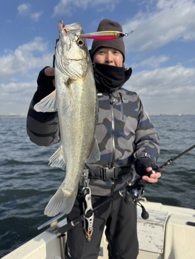 シーバス(スズキ)