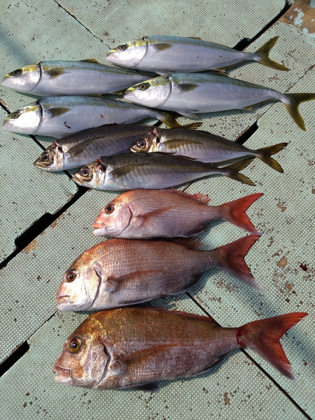 タイ(マダイ)・アジ(マアジ)・ハマチ(ブリ)