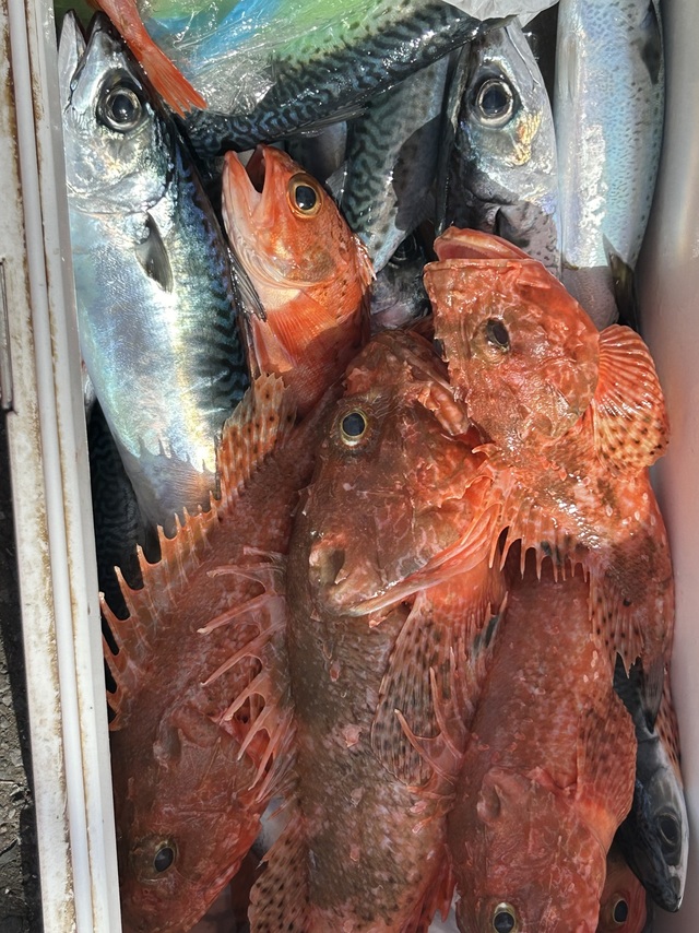 サバ(マサバ)・オニカサゴ