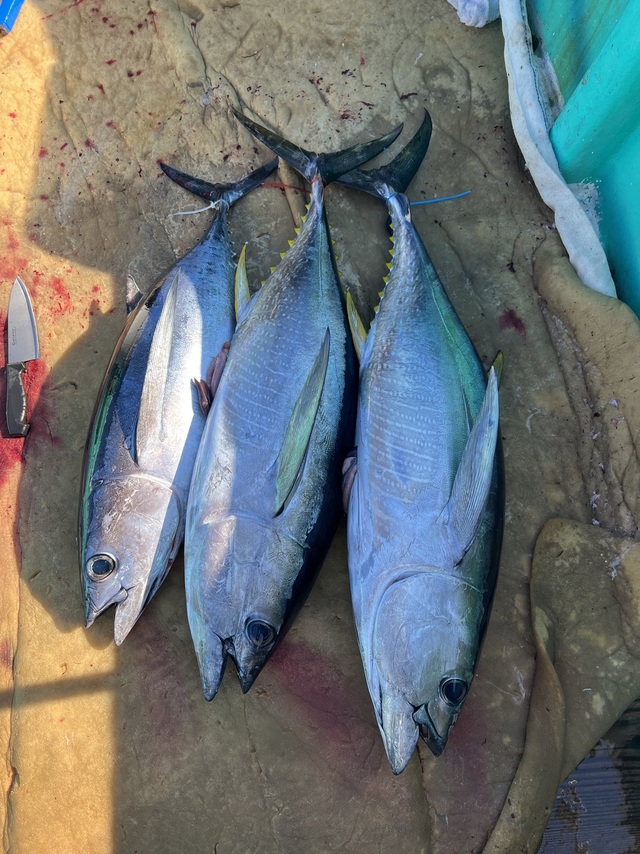 ビンチョウマグロ(ビンナガ)