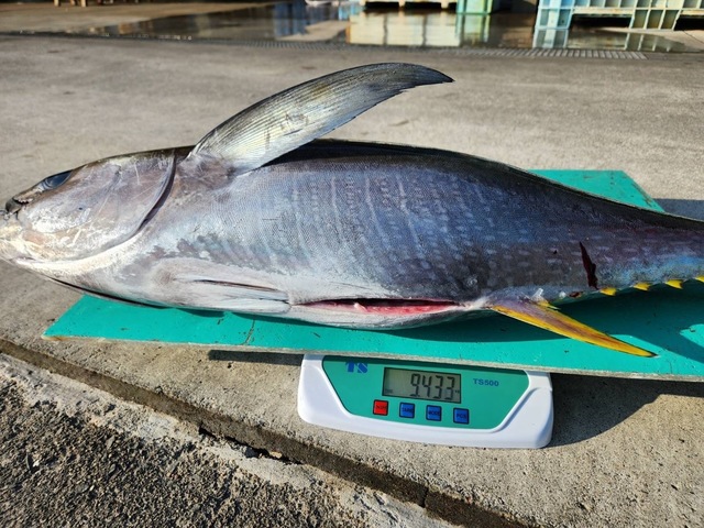 ビンチョウマグロ(ビンナガ)