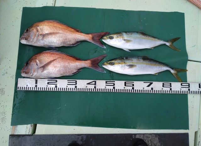 マダイ・ハマチ(ブリ)