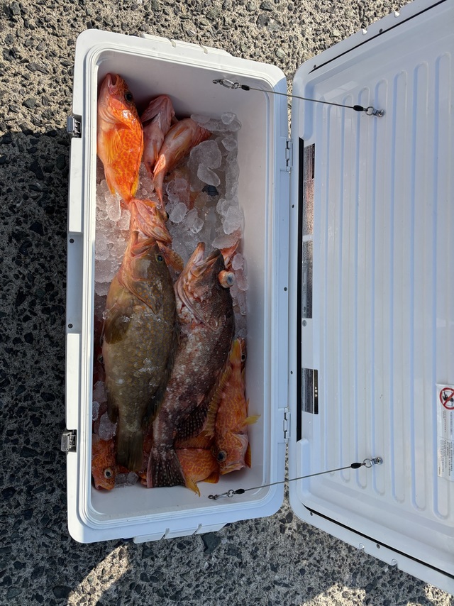 アコウ(キジハタ)