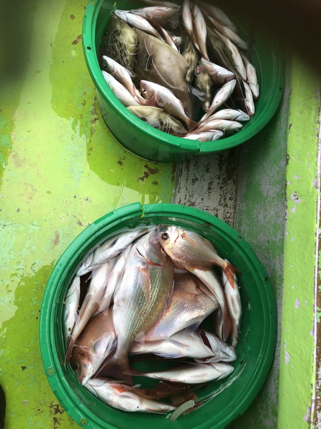 ハナダイ(チダイ)